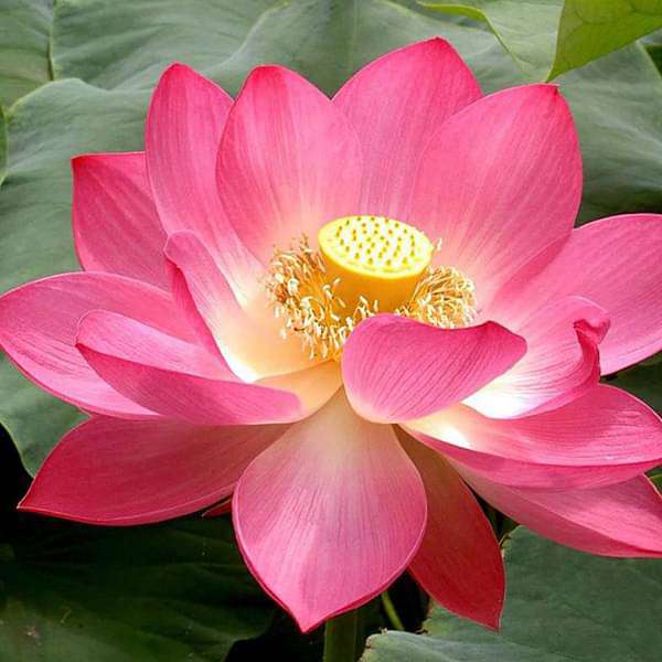 Nelumbo Nucifera Lotus Mixed Color Flower Seeds